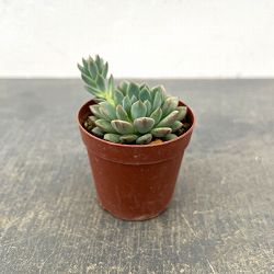 エケベリア：風緑　2.5号