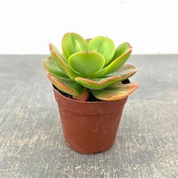 エケベリア：久米の里　2.5号