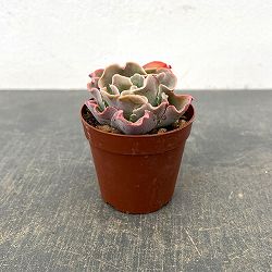 エケベリア：高砂の翁　2.5号ポット