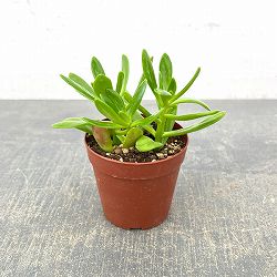 クラッスラ：宝樹　2.5号ポット