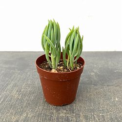 セネシオ：美空の鉾　2.5号ポット