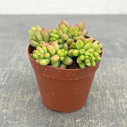 セダム：ルベンス　2.5号ポット