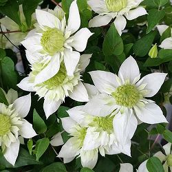 クレマチス：シロマンエ（白万重・アルバプレナ） 4号ポット*