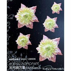 クレマチス：ゴキュウモモマンエ（五弓桃万重）4号ポット（フロリダ系）