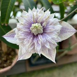クレマチス：ミナモノヨウセイ（水面の妖精）4号ポット（フロリダ系）