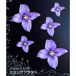 クレマチス：エミリアプラター4号ポット(ビチセラ系)*