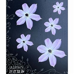 クレマチス：さざなみ4号ポット（フロリダ系）