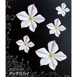 クレマチス：ダッチ・スカイ4号ポット（ビチセラ系）*