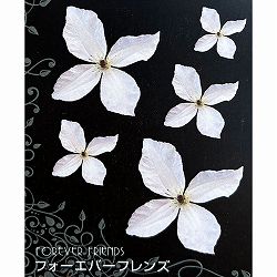 クレマチス：フォーエバーフレンズ4号ポット(ジャックマニー系)