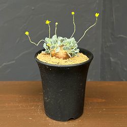 オトンナ：カカリオイデス　3号