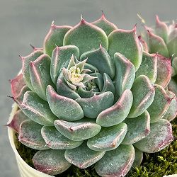 エケベリア：ハルビンゲリ2.5号ポット