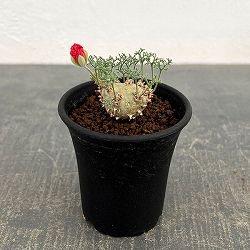 モンソニア：ペニクリナム　2.5号　