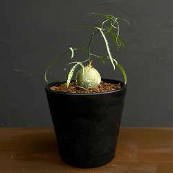 アデニア：キルキー　3.5号