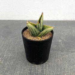 サンセベリア：ミニローズ（タイプB）　2号鉢植え