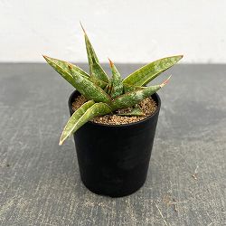 サンセベリア：プラブ　2号鉢植え