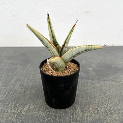 サンセベリア：スノーフレーク　2号鉢植え