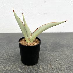 サンセベリア：チャミン　2号鉢植え