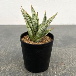 サンセベリア：マルガリータ　2号鉢植え