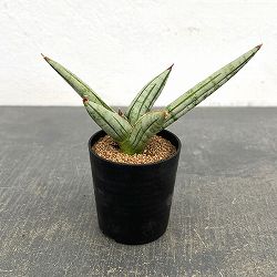 サンセベリア：ファットマン　2号鉢植え