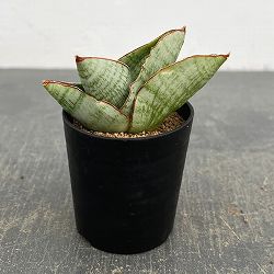 サンセベリア：アンドロメダ　2号鉢植え