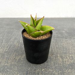 サンセベリア：タワー　2号鉢植え