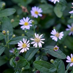 カーリメリス：ナナブルー3.5号ポット