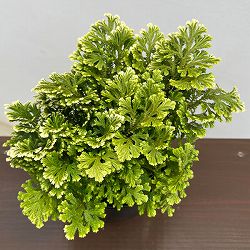 セラギネラ：スノーリー　4号鉢入り