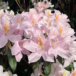 ツツジ：ウエキセイシカ（聖紫花）4号ポット