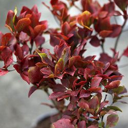 ツクモドウダンツツジ4号ポット