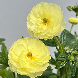 ラナンキュラス：ラックス　ヘラ　クリームイエロー3.5-4号ポット