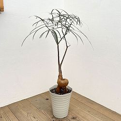 ブラキキトン（ボトルツリー）：ルペストリス　7号26-02