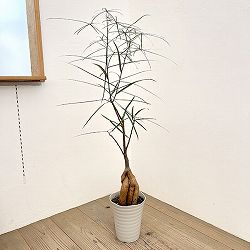 ブラキキトン（ボトルツリー）：ルペストリス　7号26-03