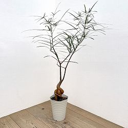 ブラキキトン（ボトルツリー）：ルペストリス　7号26-04