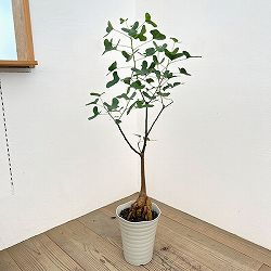 ブラキキトン（ボトルツリー）：ポプルネウス（丸葉）　7号26-02