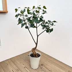 ブラキキトン（ボトルツリー）：ポプルネウス（丸葉）　7号26-04