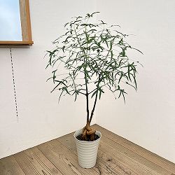 ブラキキトン（ボトルツリー）：ポプルネウス（細葉）　7号26-05