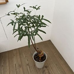 ブラキキトン（ボトルツリー）：ポプルネウス　7号26-06