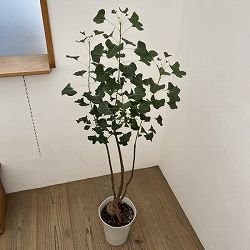 ブラキキトン（ボトルツリー）：ポプルネウス（丸葉）　7号26-07