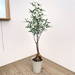 ブラキキトン（ボトルツリー）：ポプルネウス　7号26-08