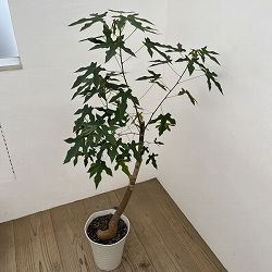 ブラキキトン（ボトルツリー）：ディスカラー　7号26-01