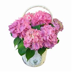 こじさい：ちっちゃ　ピンク／バスケットA（白）入り