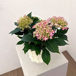 こじさい：ちっちゃ星　ピンク／バスケットA入り