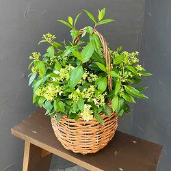 コガクウツギ：花笠（はながさ）5号ポット／バスケット入り