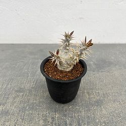 パキポディウム：ホロンベンセ (多分枝　実生株)　3号鉢植え