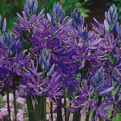 カマシア　クァマッシュ（エスクレンタ）3号ポット