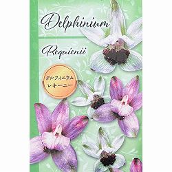 デルフィニウム：レキーニー3-3.5号ポット 12株セット