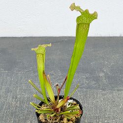 サラセニア：ベルベット2号ポット