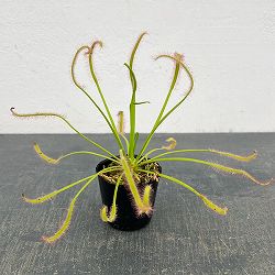 モウセンゴケ（ドロセラ）：カペンシス ホワイトフラワー2号ポット