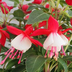 3月下旬頃フクシア：プーニー レッド＆ホワイト4号鉢植え