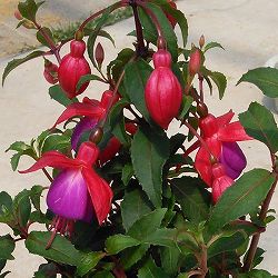 3月下旬頃フクシア：プーニー ローズ＆ブルー4号鉢植え